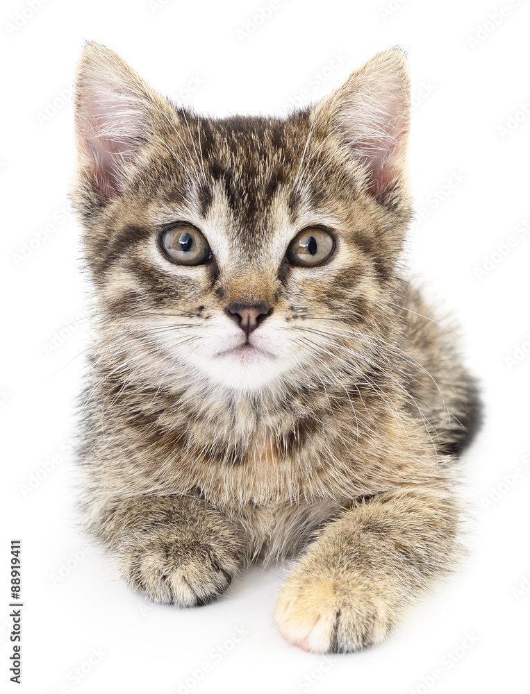 Obraz premium Kitten on a white background