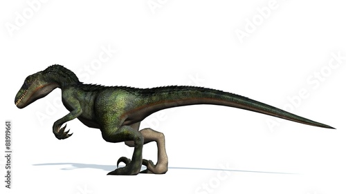 velociraptor dinosaurs - isolated on white background