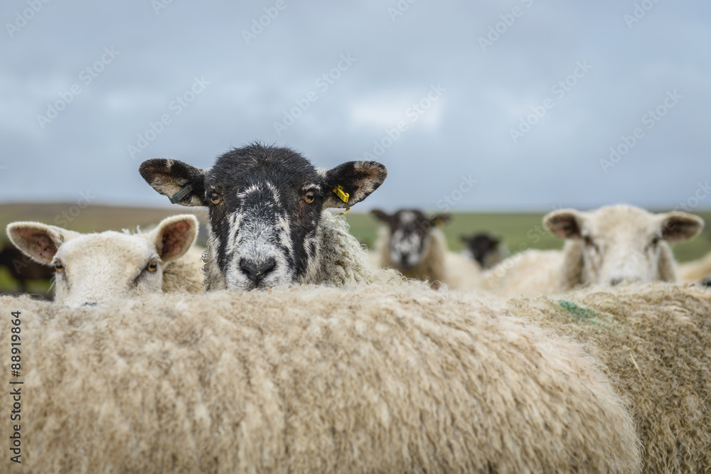 Sheep in the Yorkshire dales England countryside staring intently while hiding behind another sheep Sheep in the Yorkshire dales England countryside staring intently while hiding behind another sheep