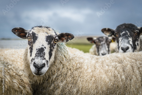 Sheep in the Yorkshire dales England countryside staring intently.