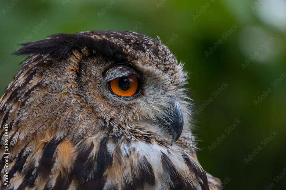 sowa, puchacz, bubo bubo
