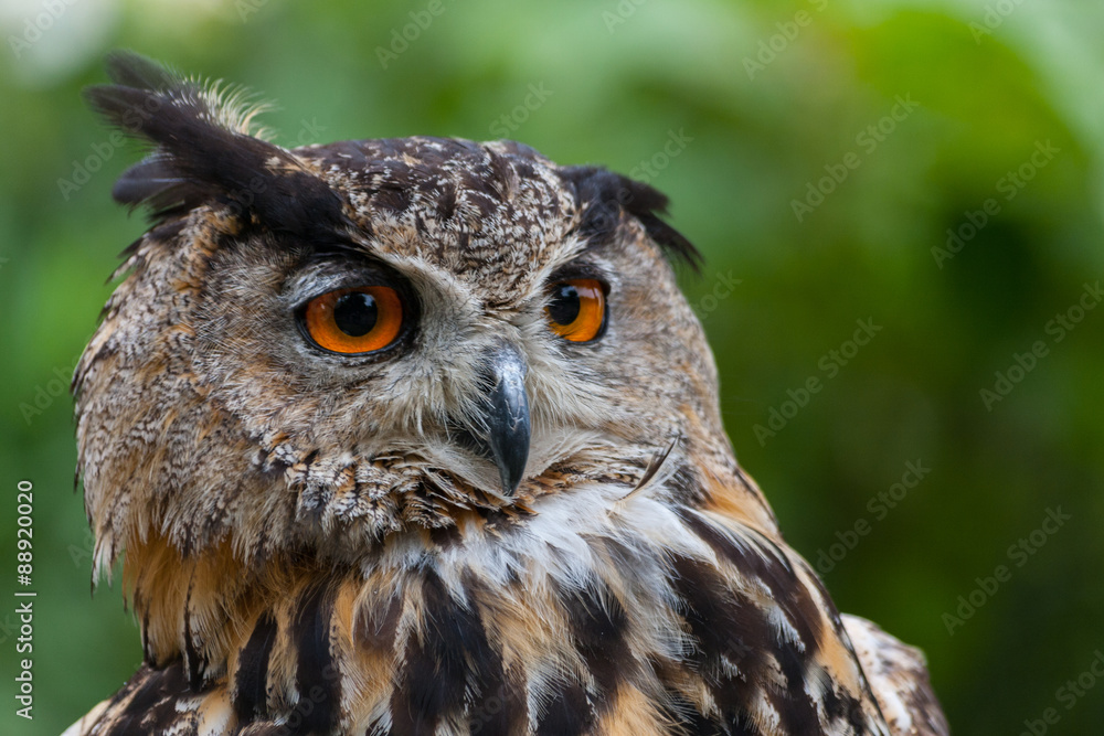 sowa, puchacz, bubo bubo
