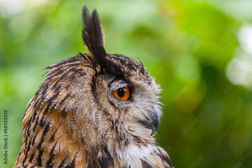 sowa, puchacz, bubo bubo