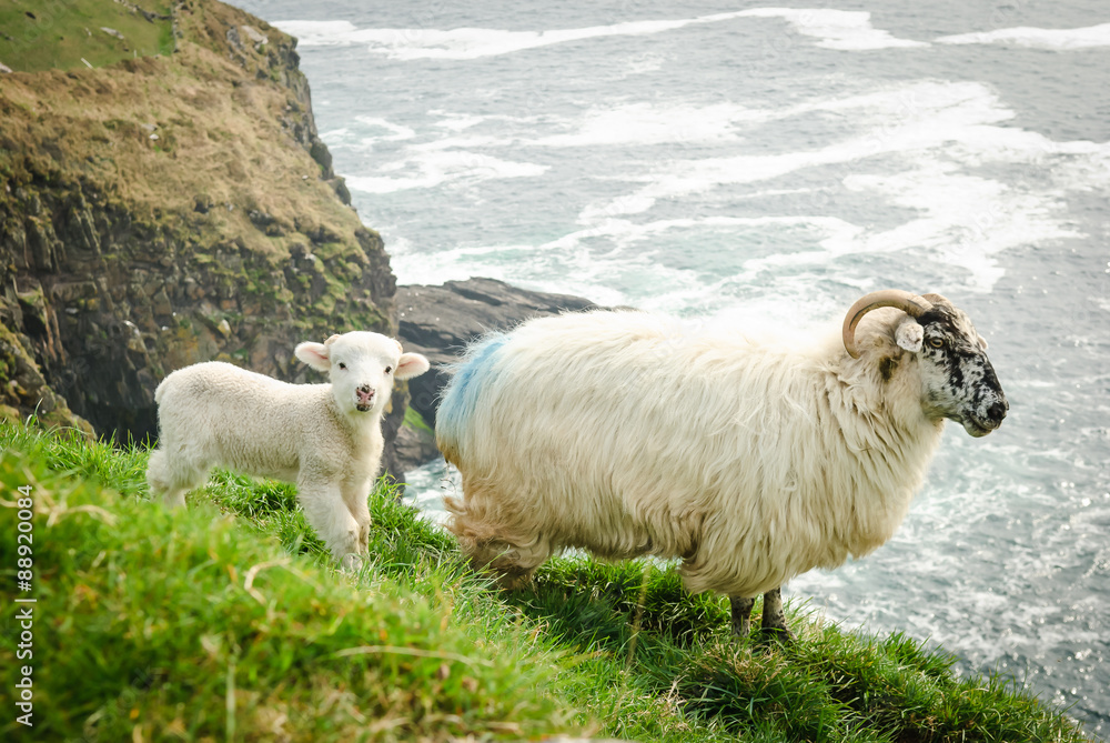 Naklejka premium Matka owiec z młodym jagnięciem na trawiastych klifach w Dingle w Irlandii.