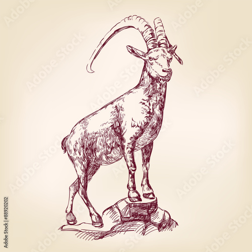 goat hand drawn vector llustration