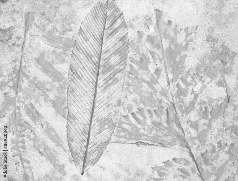 Fototapeta premium marks of leaf background
