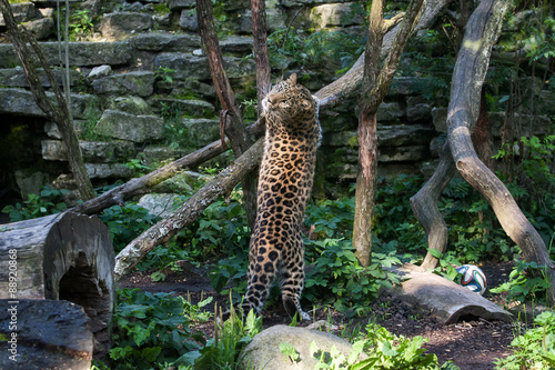 Wild cat. Amur leopard in open-air cage photo