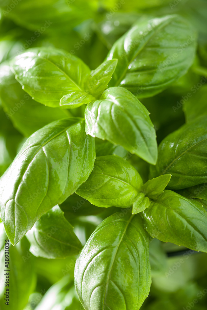 fresh basil leaves wet herb background fresh basil leaves wet herb background