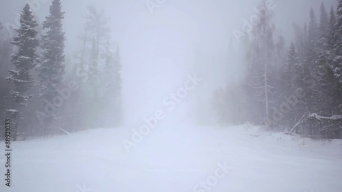 Pines in a heavy snowstorm in a remote area in the Rocky