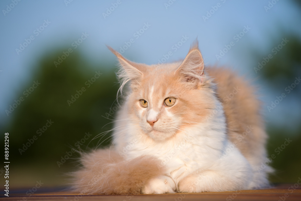 young maine coon cat resting outdoors