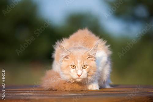 young maine coon cat outdoors