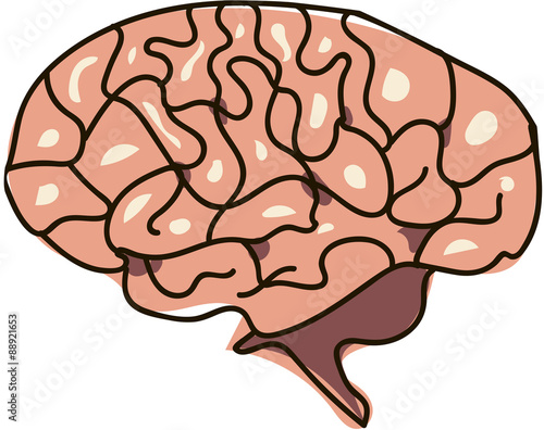 The human brain, vector cartoon