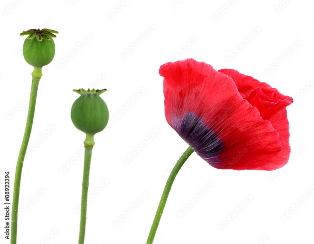 Naklejka premium red poppy on a white background!!