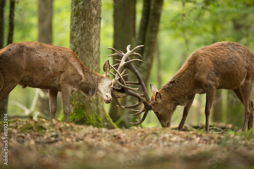 combat cerf territoire tête cervidé photo