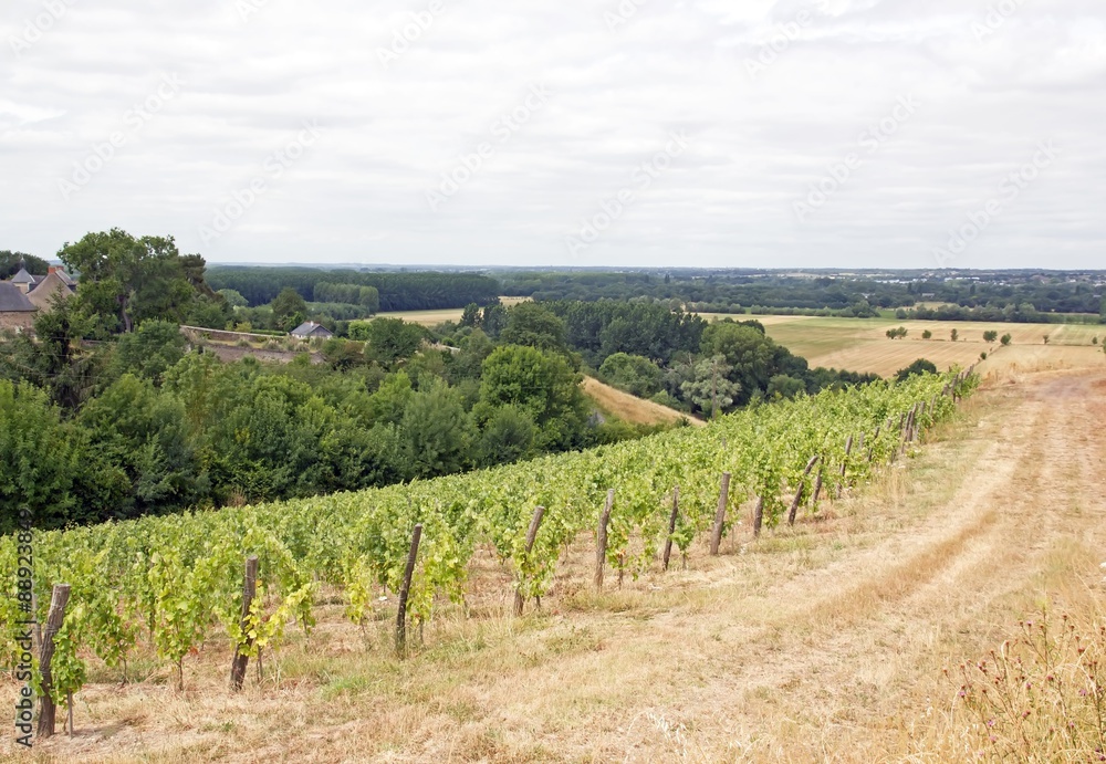 Des vignes, Rochefort sur Loire, vin quarts de chaume (vallée de la Loire, France)