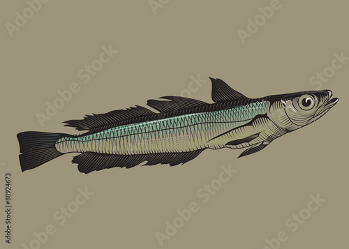 Hake fish packaging concept illustration. Vector