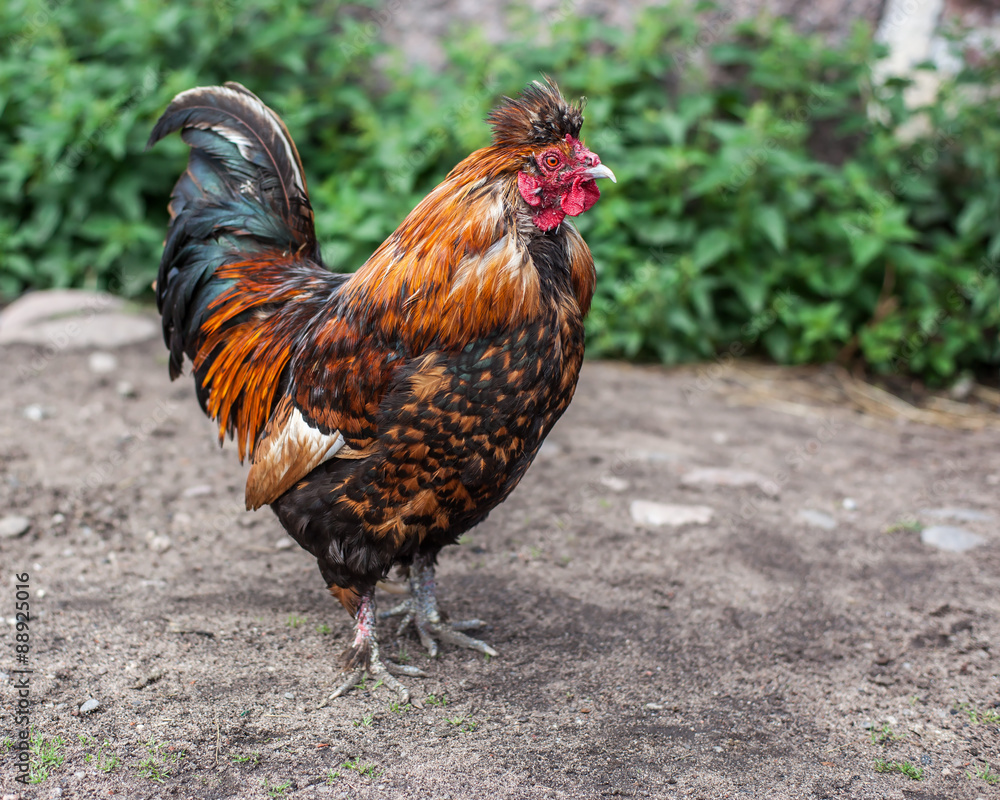 Alive alarm clock is preparing to shout. Colorful young cock stands on the ground on a background of green grass Alive alarm clock is preparing to shout. Colorful young cock stands on the ground on a background of green grass
