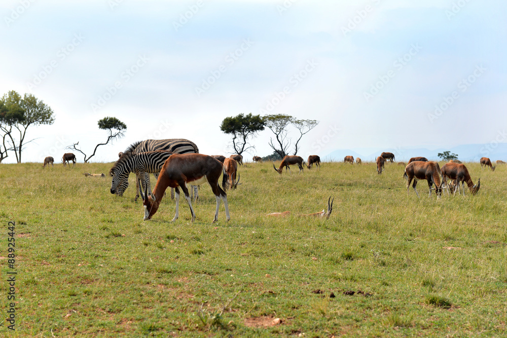 A herd of wild animals, national park South Africa. 
