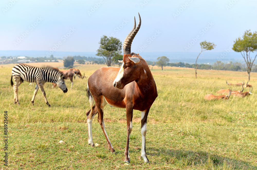 Fototapeta premium A herd of wild animals, national park South Africa. 