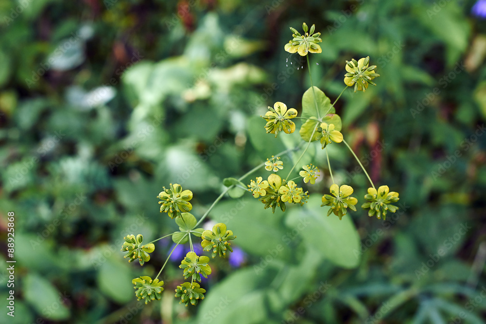 Bupleurum falcatum flowers in a forest glade. Bupleurum falcatum flowers in a forest glade.