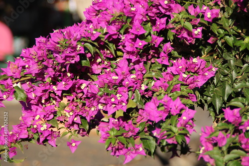 Fototapeta Naklejka Na Ścianę i Meble -  Lila Geranien auf Lanzarote