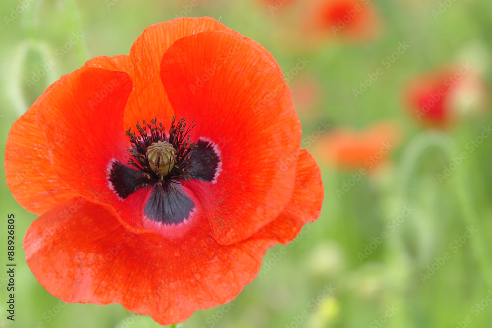 Fototapeta premium Big Red Poppy in a Field