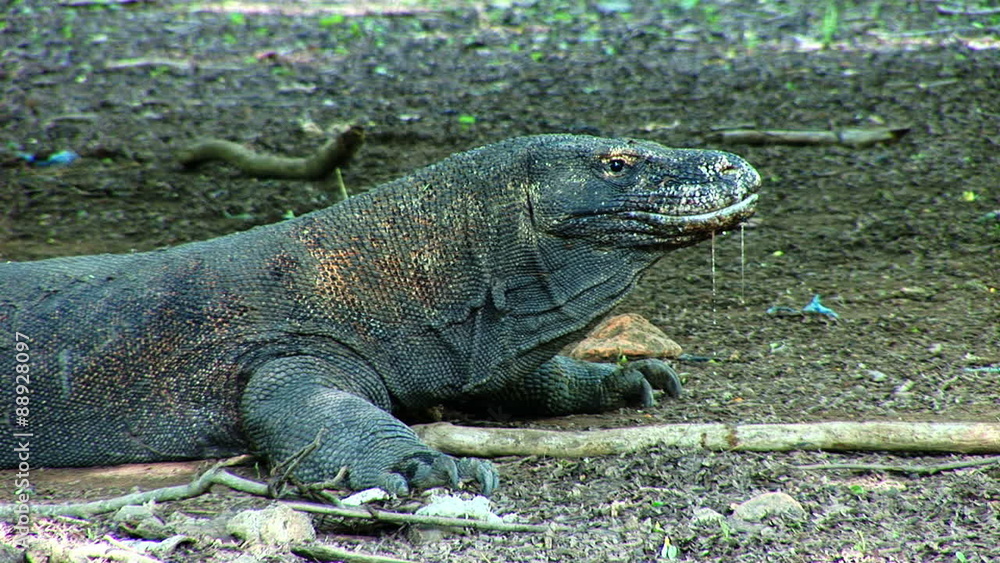 Stationary Komodo Dragon in the forests of Komodo Island Indonesia Stationary Komodo Dragon in the forests of Komodo Island Indonesia