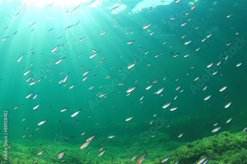 Fish underwater in sea