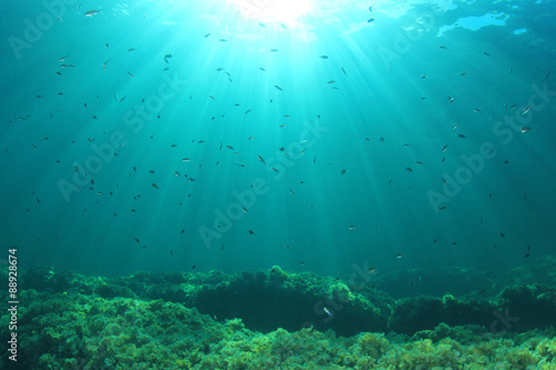 Underwater Scene with fish