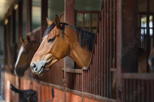 Fototapeta Naklejka Na Ścianę i Meble -  Horse in the stable