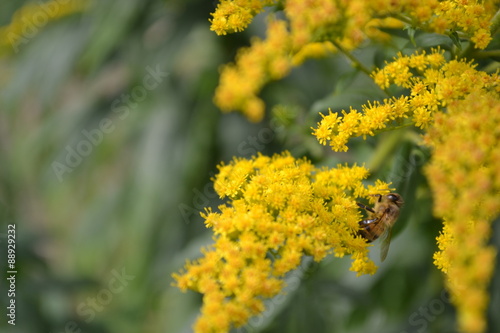 abeille sur une fleur jaune