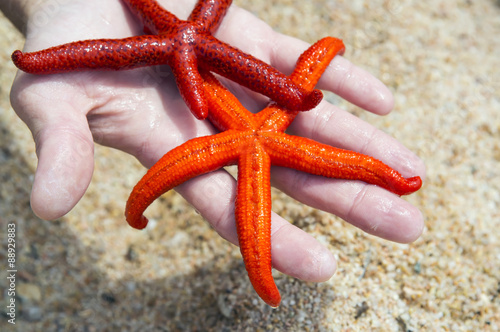 Starfish on a beach