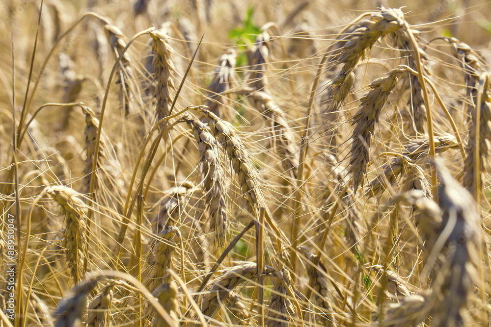Obraz premium Field of ripe wheat spikelets summer