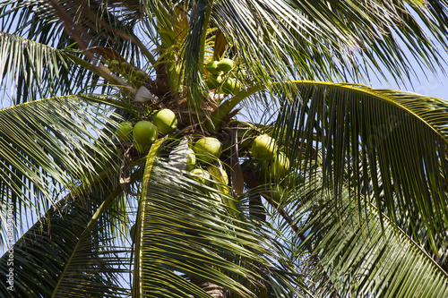 ripening coconut on coconut palms close-up shot