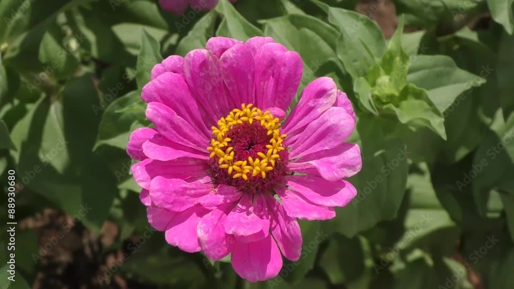 Zinnia flower sways in the breeze on a summer day Zinnia flower sways in the breeze on a summer day