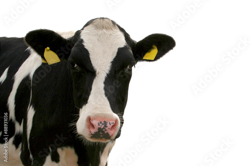 Portrait einer Kuh, freistehend vor weißem Hintergrund