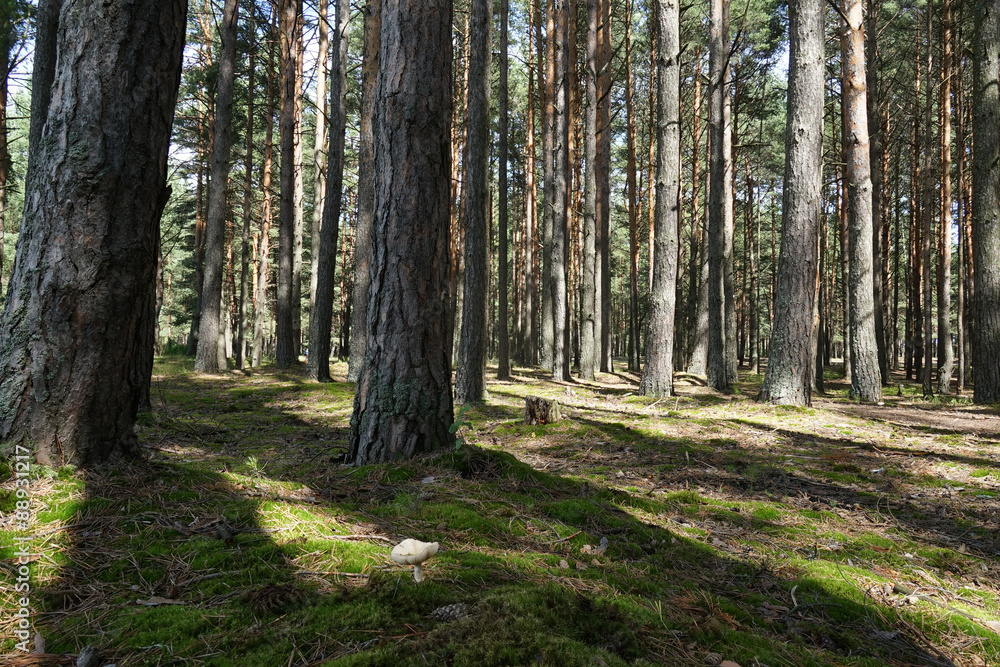 Obraz premium лес