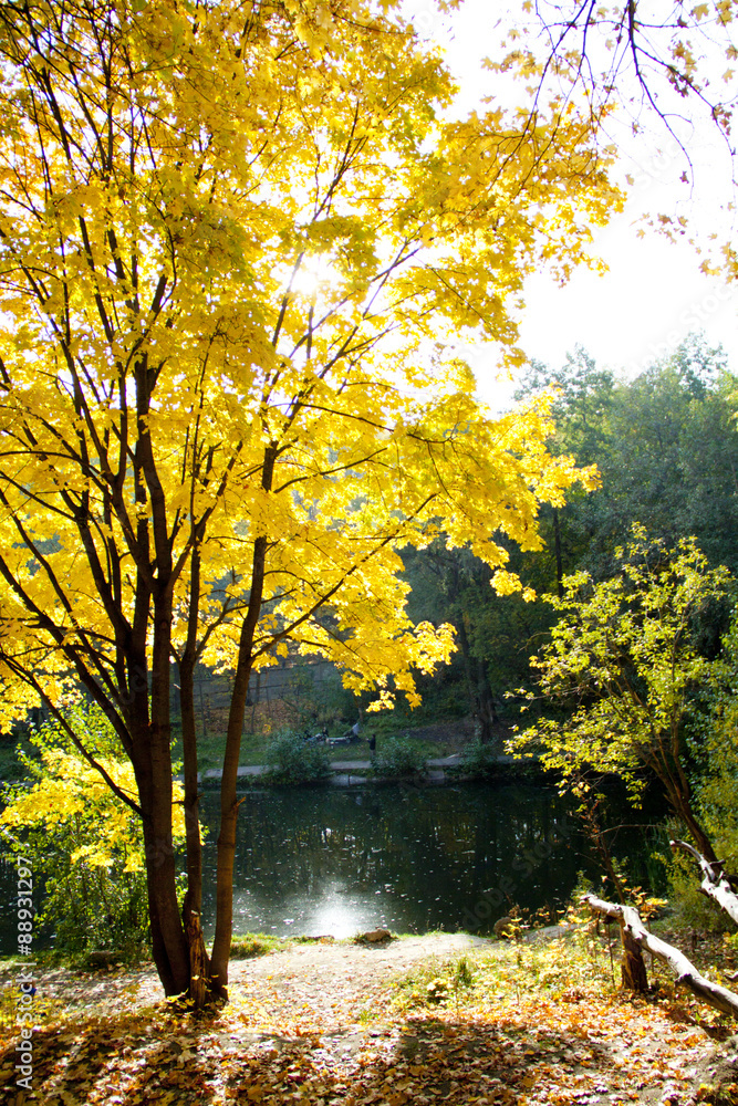 Naklejka premium бабье лето