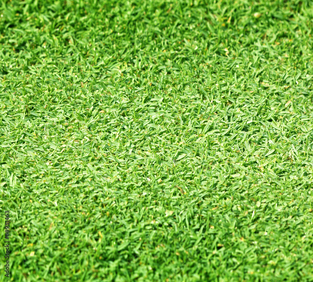 Beautiful green grass texture Beautiful green grass texture