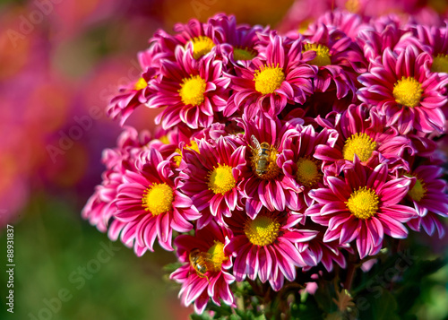 beautiful Chrysanthemum flower blooming in the garden