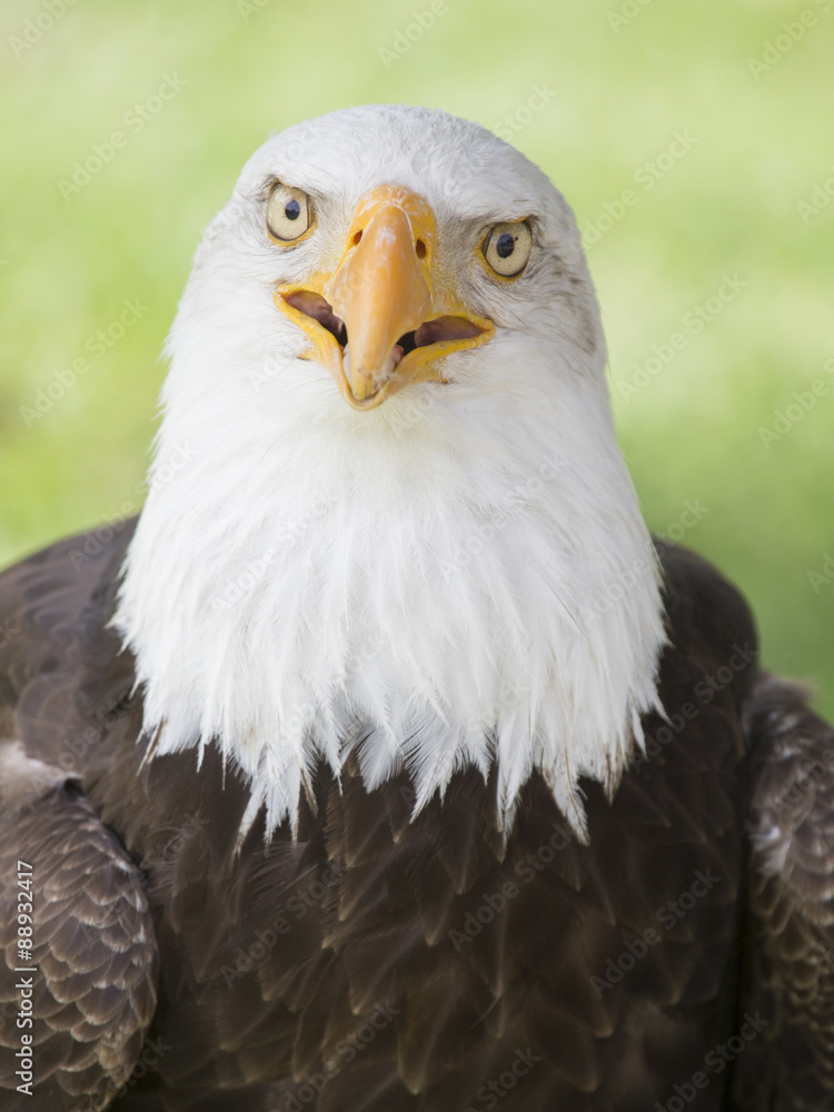 bald eagle
