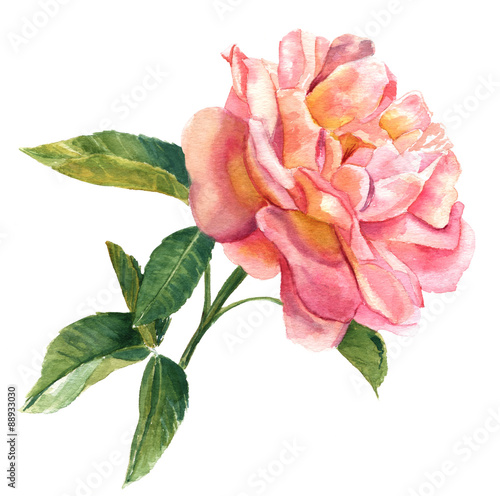 A vintage style watercolour drawing of a pink rose