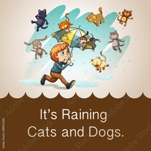 It's raining cats and dogs photo