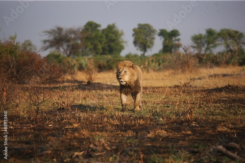 Fototapeta Naklejka Na Ścianę i Meble -  lion