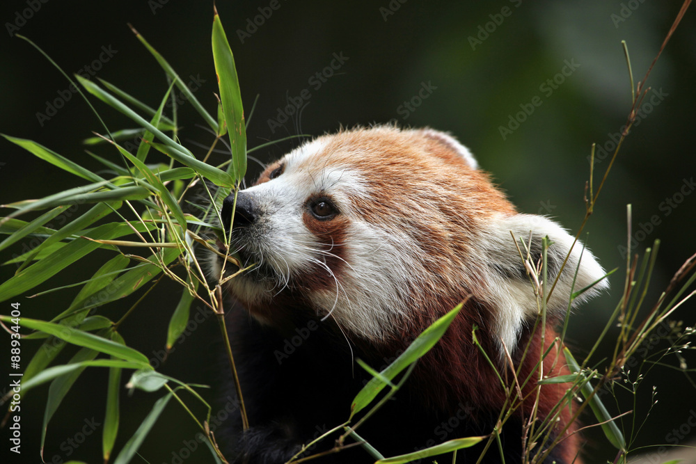 Naklejka premium Red panda (Ailurus fulgens).