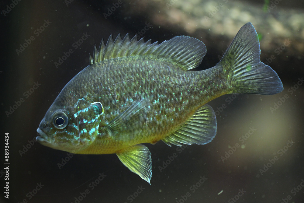 Pumpkinseed (Lepomis gibbosus). Pumpkinseed (Lepomis gibbosus).