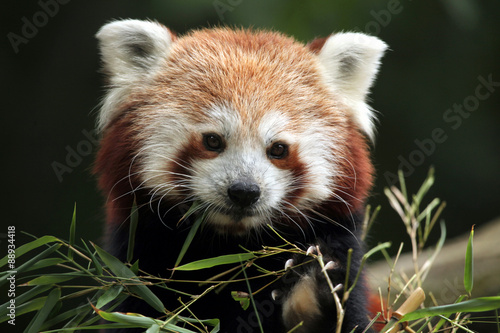 Red panda (Ailurus fulgens). #88934418