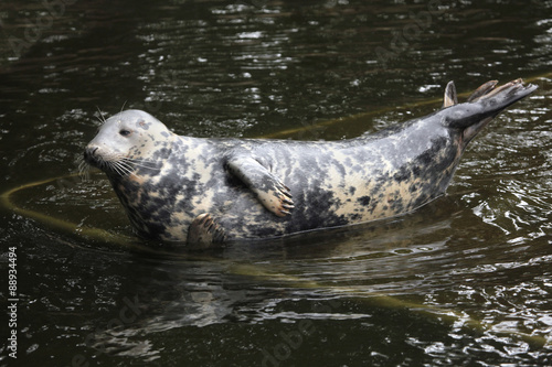 Fotografie Grey seal (Halichoerus grypus).