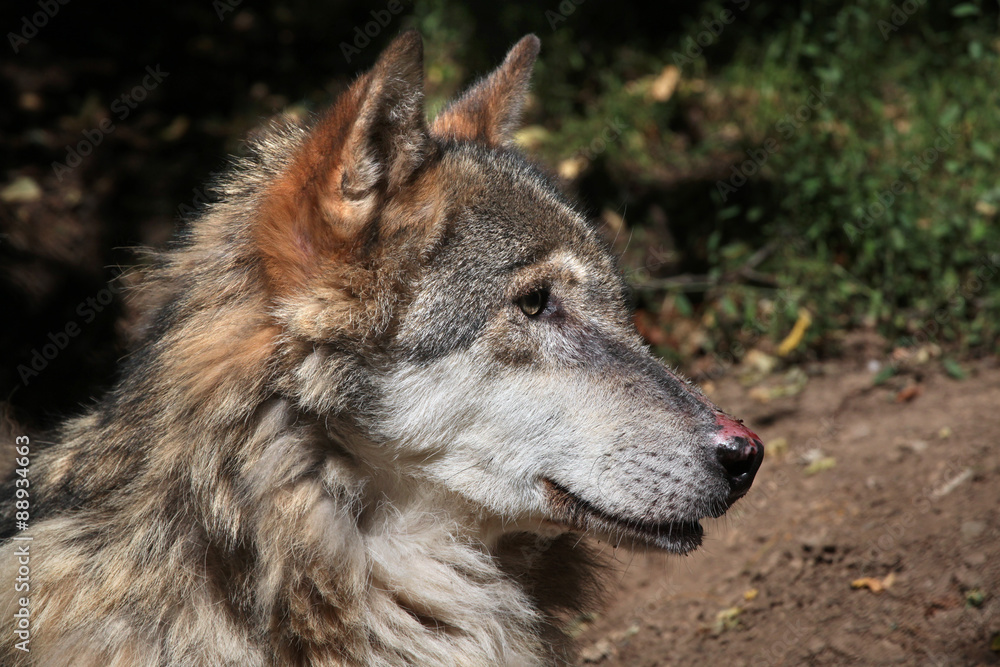 Fototapeta premium Eurasian wolf (Canis lupus lupus).