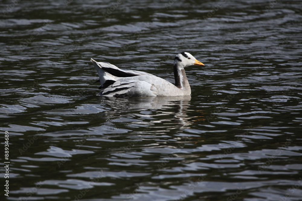 Bar-headed goose (Anser indicus). Bar-headed goose (Anser indicus).